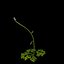 Campanula Teucriodes