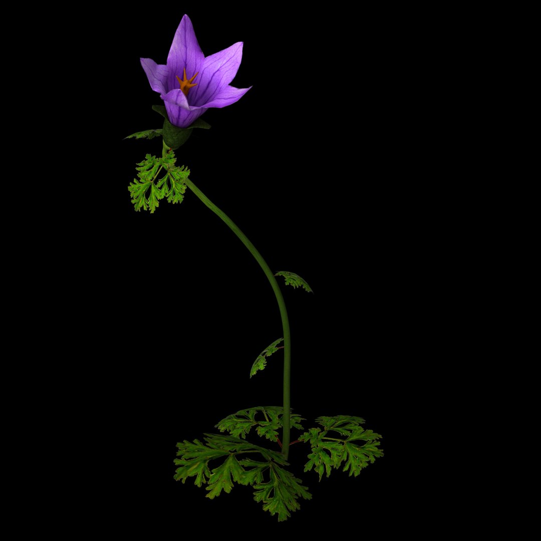 flowers open animation 3D model https://p.turbosquid.com/ts-thumb/ah/1eXLxm/U8zLmlsx/01/jpg/1593946976/1920x1080/fit_q87/ebce636d3fb691dbadd6d14c00a8b72adaec6bfe/01.jpg