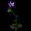Campanula Teucriodes
