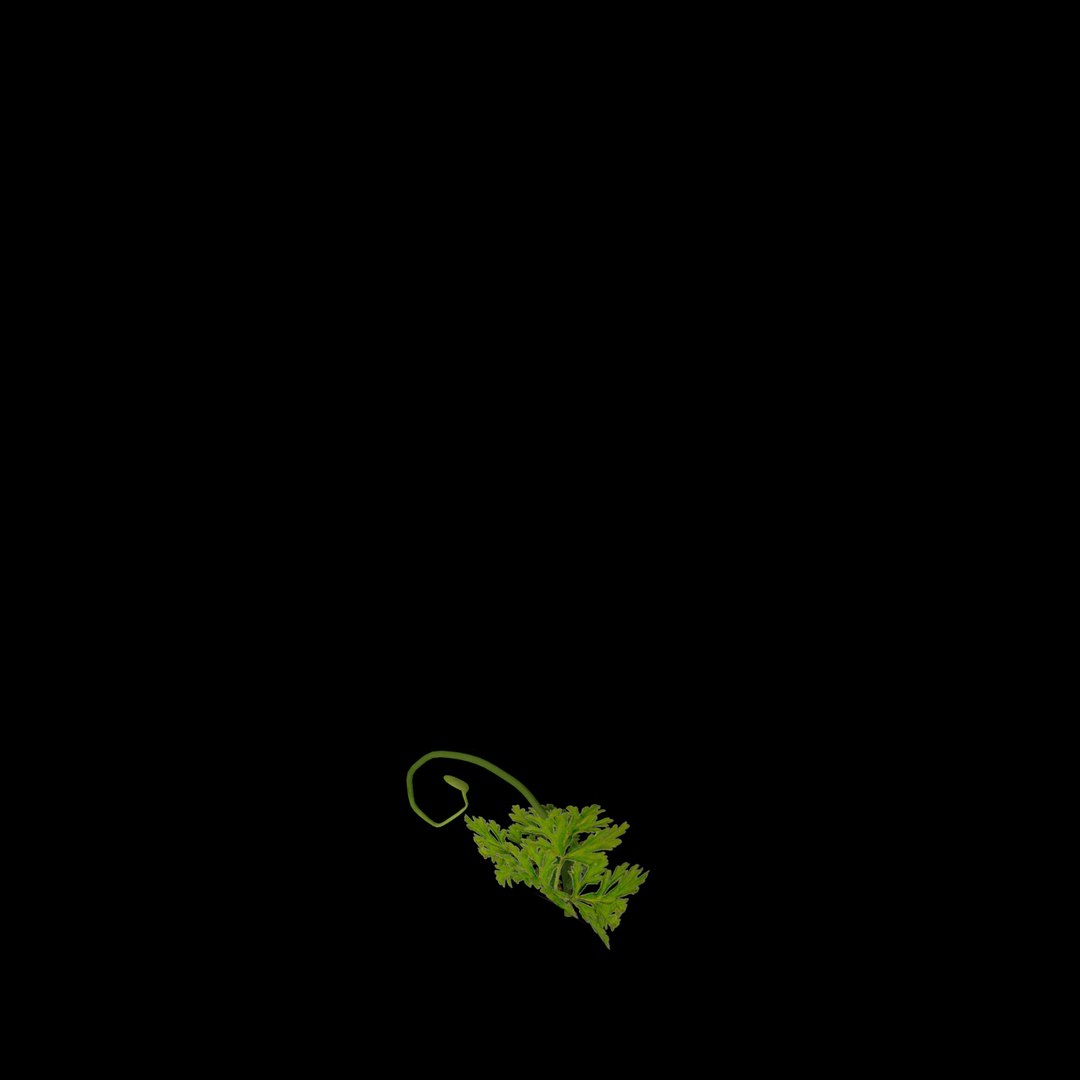 flowers open animation 3D model https://p.turbosquid.com/ts-thumb/ah/1eXLxm/VPxNab12/05/jpg/1593947048/1920x1080/fit_q87/5b6bad33f714582fca3132d3ecc926eae2269a54/05.jpg