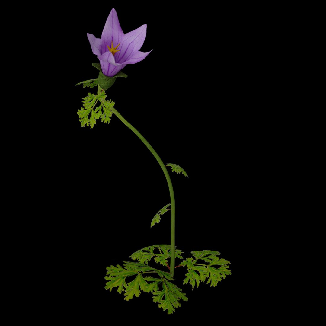 flowers open animation 3D model https://p.turbosquid.com/ts-thumb/ah/1eXLxm/awWxVO0b/09/jpg/1593947138/1920x1080/fit_q87/3b37d4648e62aabd96d30624183b76fb91c45ea1/09.jpg