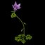 Campanula Teucriodes