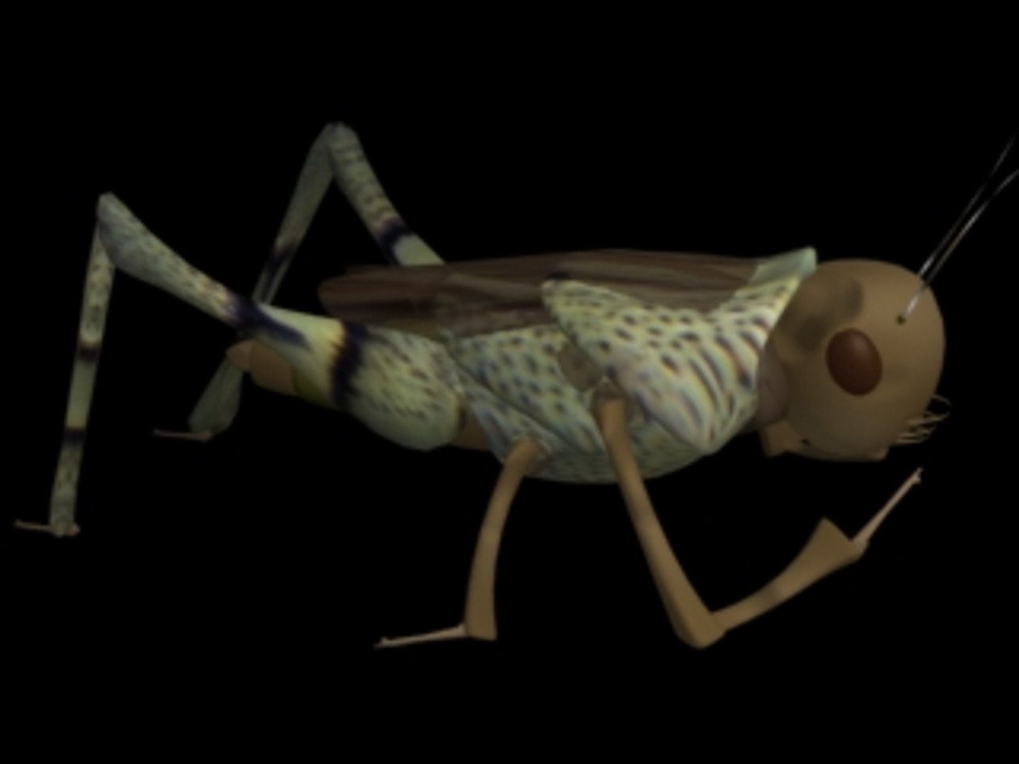 Grasshopper Grass 3d Model