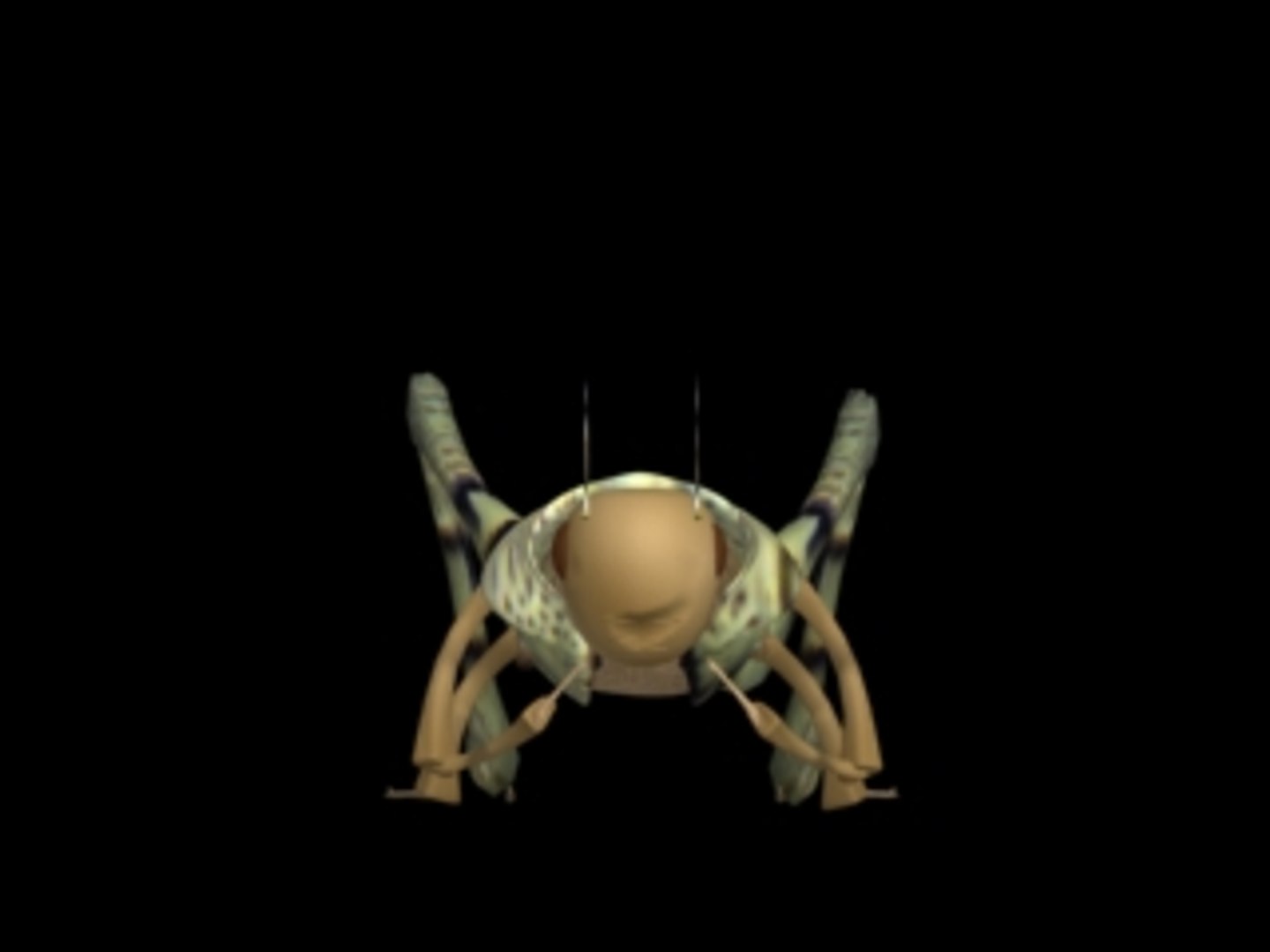 Grasshopper Grass 3d Model