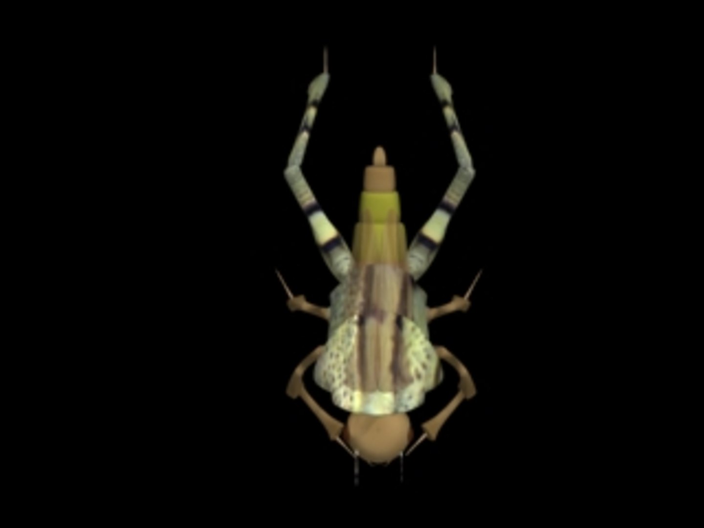 Grasshopper Grass 3d Model