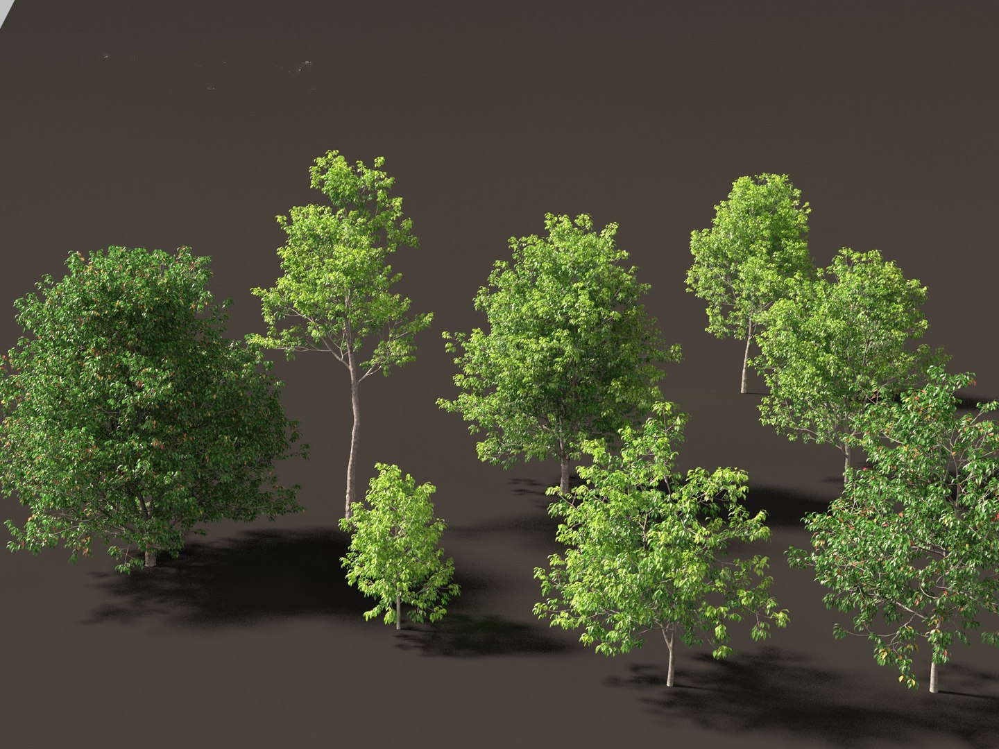 3D Fraxinus americana - White ash 01 - TurboSquid 2143303