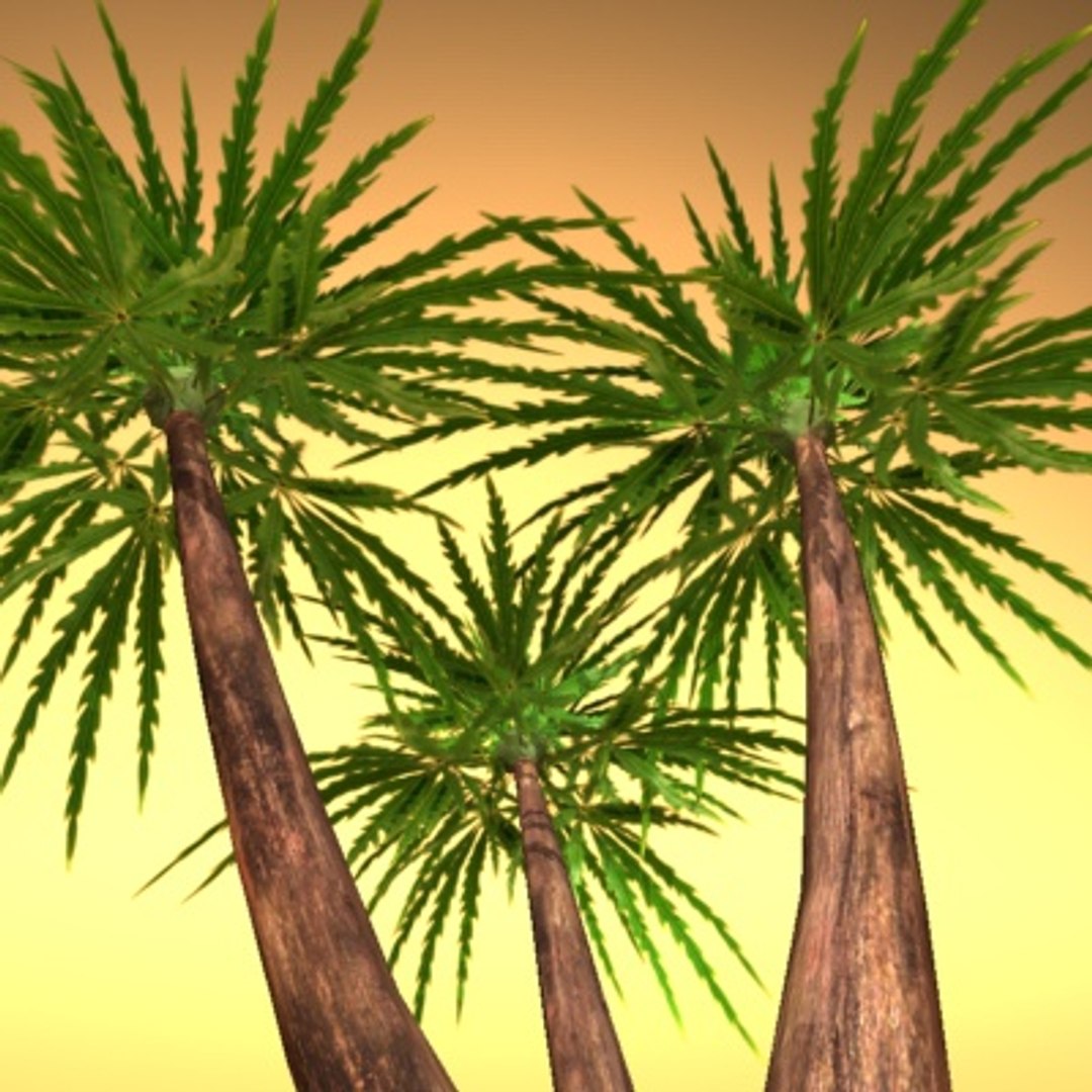 palm max
