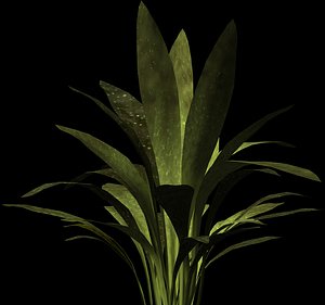 plant petals stem max