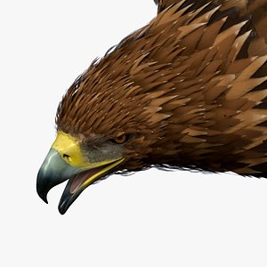 Flying Golden Eagle