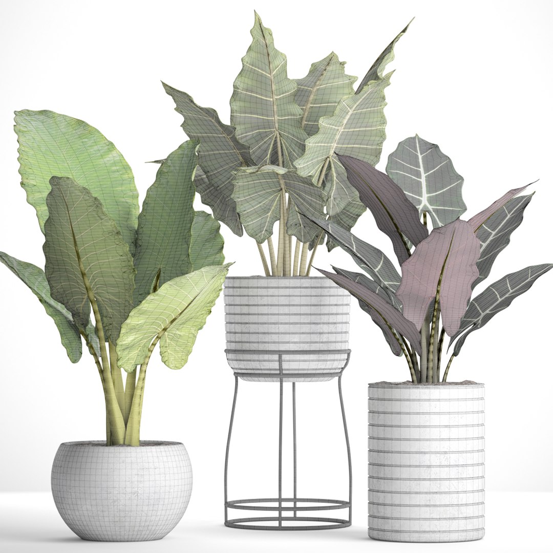 3D Alocasia Model - TurboSquid 1158487