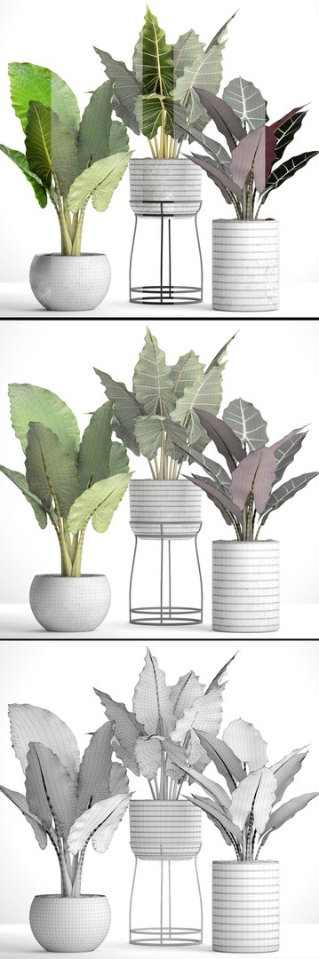 3D Alocasia Model - TurboSquid 1158487