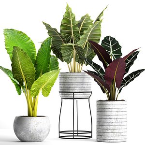 Alocasia set