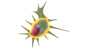 Cell differentiation