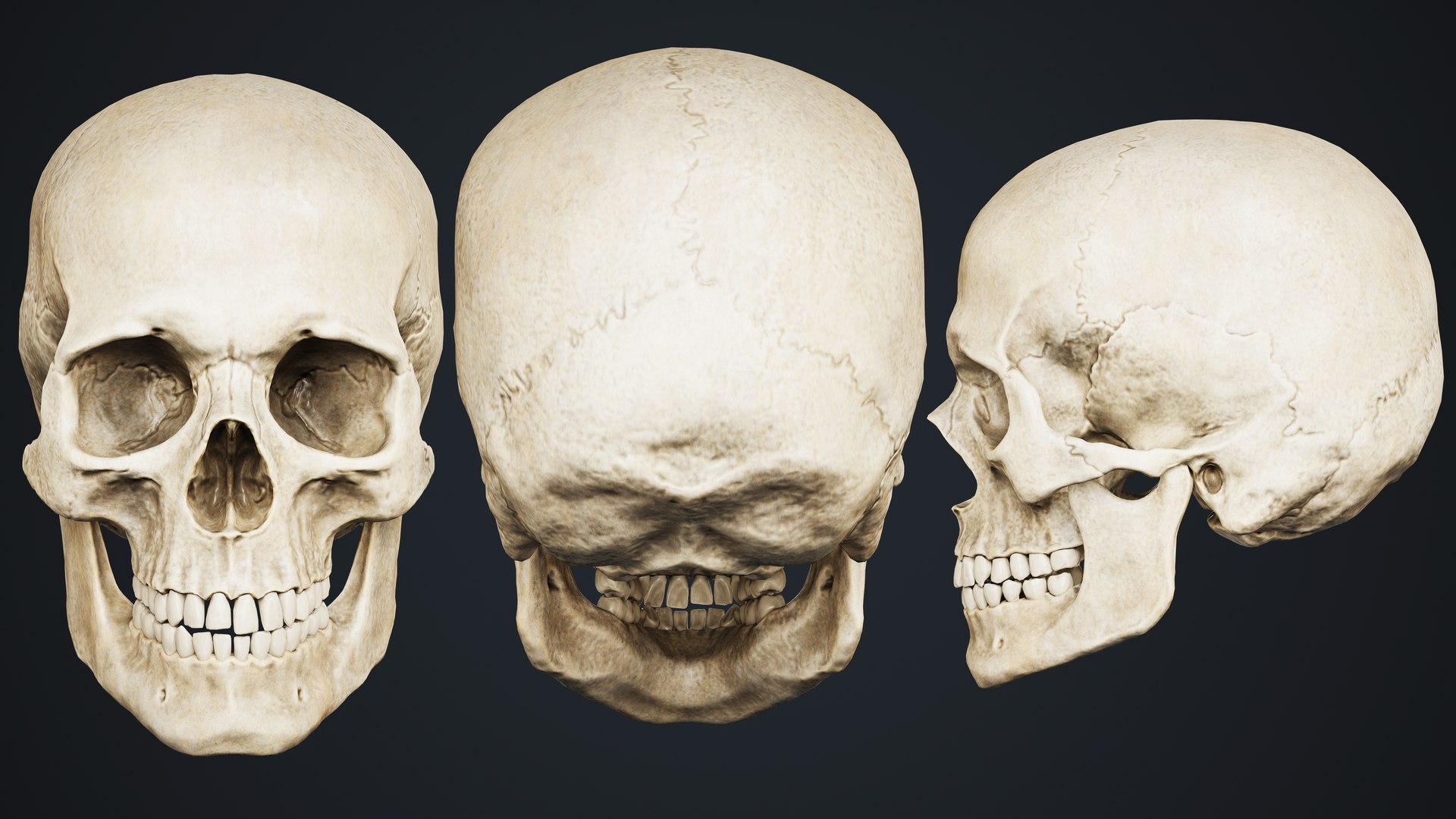 Skull 3D model https://p.turbosquid.com/ts-thumb/ai/ErKWkN/Du/12/jpg/1751211109/1920x1080/fit_q87/2539639736e83ffe0e5c7abaca1f9dcfa7bd1318/12.jpg
