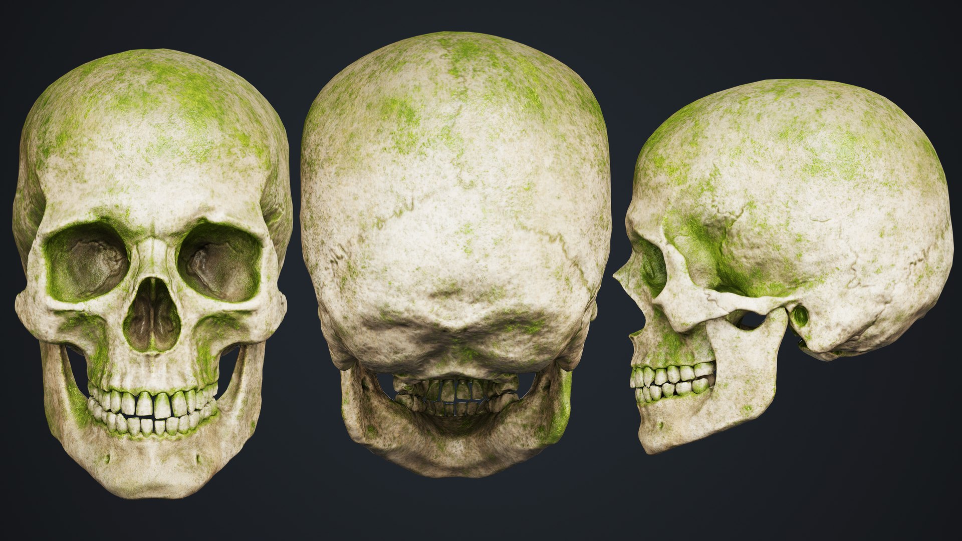Skull 3D model https://p.turbosquid.com/ts-thumb/ai/ErKWkN/YR/13/jpg/1751211110/1920x1080/fit_q87/1ddc41d38274bae70986aaeaeb979d84195df596/13.jpg