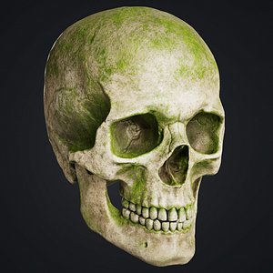 Skull 3D model