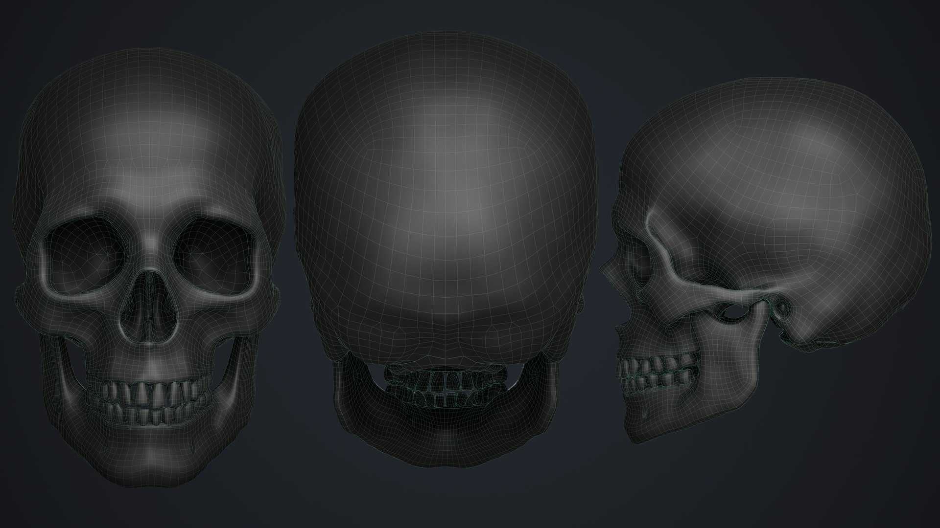 Skull 3D model https://p.turbosquid.com/ts-thumb/ai/ErKWkN/tF/18/jpg/1751211120/1920x1080/fit_q87/ffcab578844e7ba569fee3bb482b8dc1ce94bdc5/18.jpg