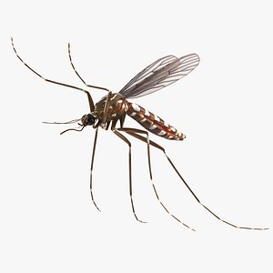 mosquito flies 3d 3ds