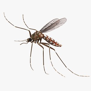 Mosquito Flies