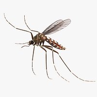 Mosquito Flies