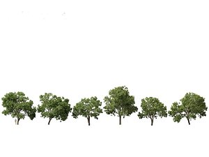 Aesculus hippocastanum - horse chestnut 05 3D model