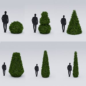 Boxwood set 3D