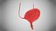 Bladder3D