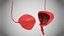 Bladder3D