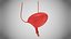 Bladder3D