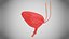 Bladder3D