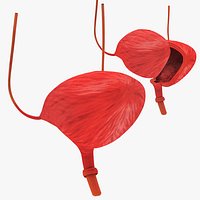 Bladder with anatomic cut
