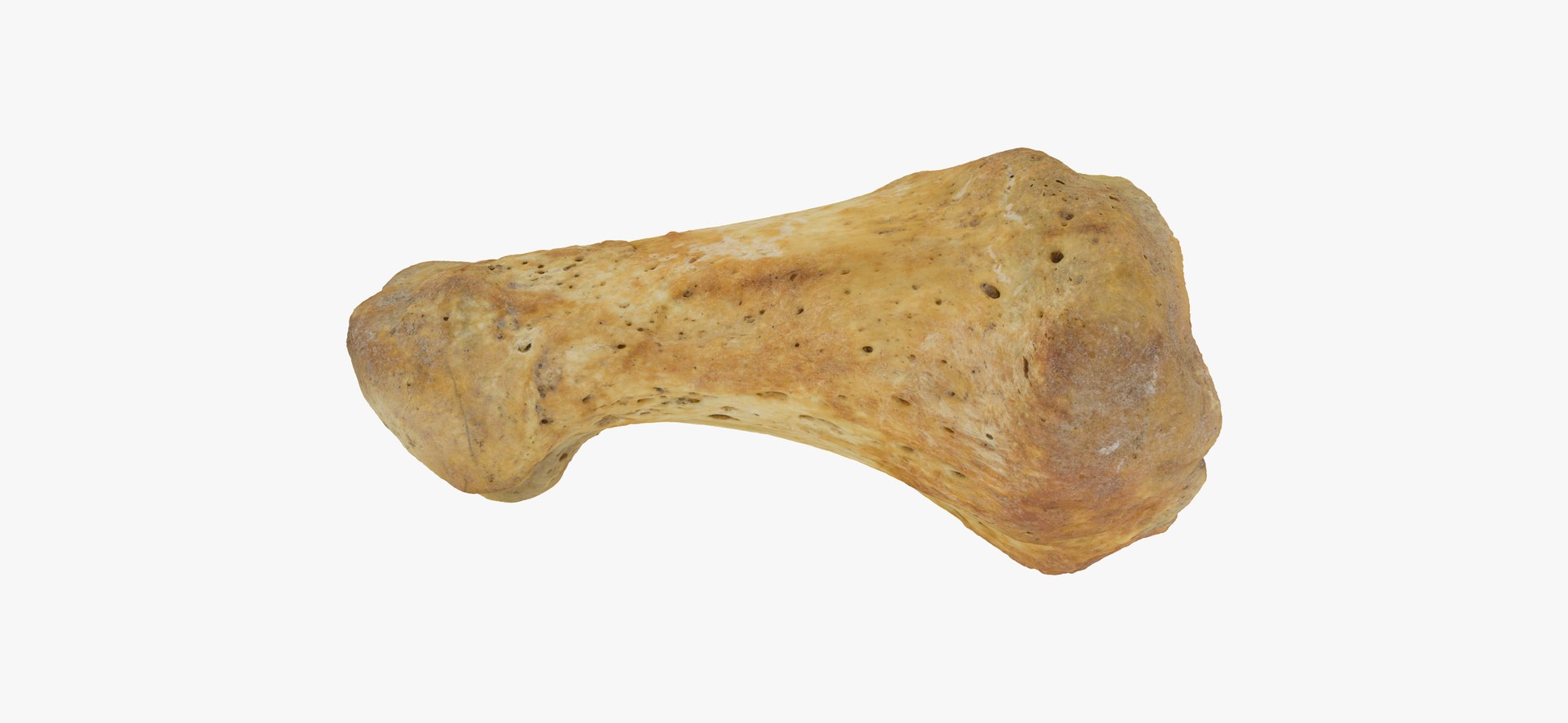 3D proximal phalanx bone big model https://p.turbosquid.com/ts-thumb/ai/S28HeA/j5c2gqyy/proximal_phalanx_bone_of_big_toe_01_thumbnail_11/jpg/1602491452/1920x1080/fit_q87/2a91b197128a03f5998f7ae5e1e03c69a9a27707/proximal_phalanx_bone_of_big_toe_01_thumbnail_11.jpg