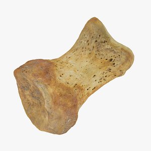3D proximal phalanx bone big model