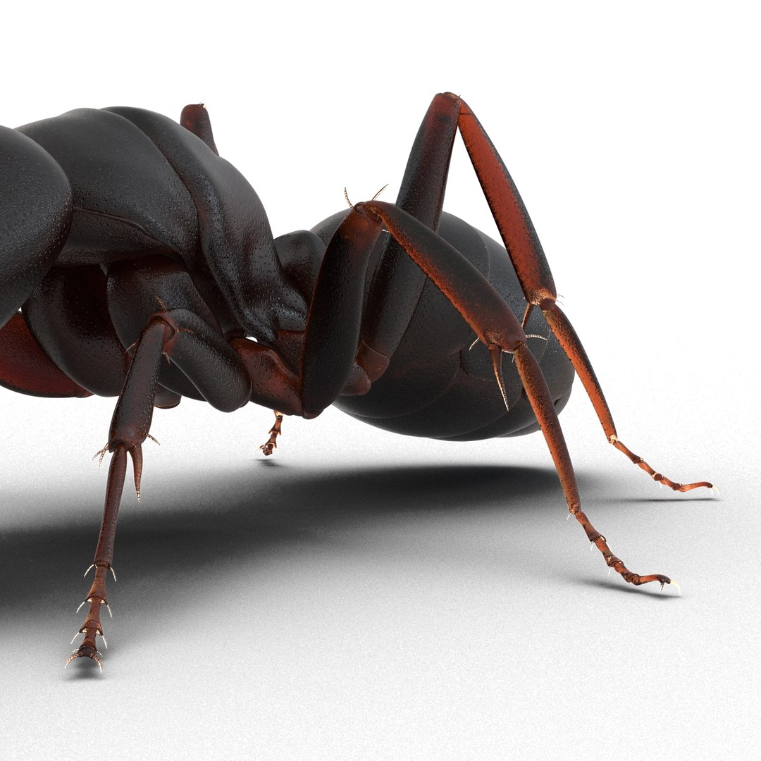 3d model black ant pose 3 https://p.turbosquid.com/ts-thumb/ai/bql2jH/2S1Fn8Lk/blackant3dmodel19/jpg/1454182773/1920x1080/fit_q87/0b26984286c611246152682e9c4b9b949e5742a0/blackant3dmodel19.jpg