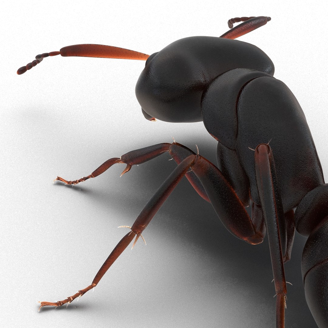 3d model black ant pose 3 https://p.turbosquid.com/ts-thumb/ai/bql2jH/2cgtUx9J/blackant3dmodel20/jpg/1454182773/1920x1080/fit_q87/93243e80fadfb092966138eba4d3dc1bdc262389/blackant3dmodel20.jpg