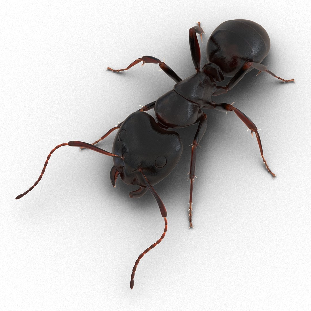 3d model black ant pose 3 https://p.turbosquid.com/ts-thumb/ai/bql2jH/2p3TgGXK/blackant3dmodel10/jpg/1454182772/1920x1080/fit_q87/ab88c6600d945d41774c9c3f07707f4900f631c2/blackant3dmodel10.jpg