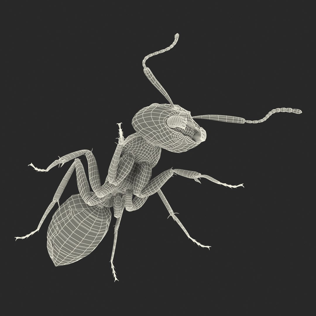 3d model black ant pose 3 https://p.turbosquid.com/ts-thumb/ai/bql2jH/5ENJnNsd/blackant3dmodel31/jpg/1454182774/1920x1080/fit_q87/1d7f19bc79aa33c128c16bf1efee650237db49c1/blackant3dmodel31.jpg