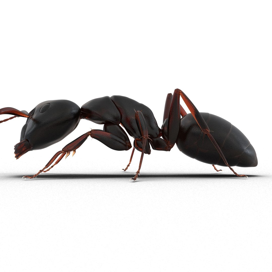 3d model black ant pose 3 https://p.turbosquid.com/ts-thumb/ai/bql2jH/5e2r9rQt/blackant3dmodel14/jpg/1454182772/1920x1080/fit_q87/323d5a1462ef578d8fe6de7520bd87bda91b02d2/blackant3dmodel14.jpg