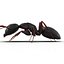 Black Ant Pose 3