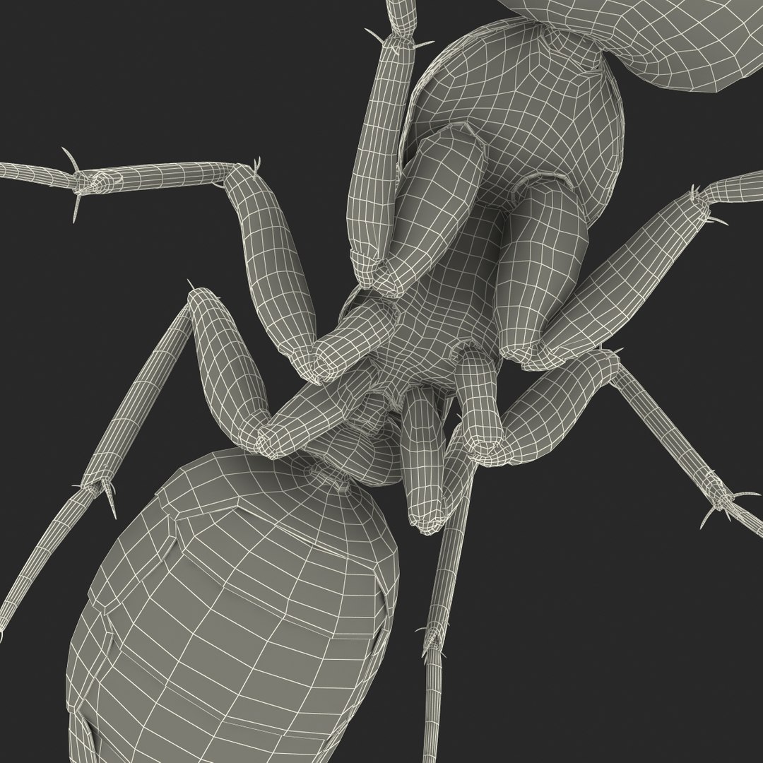 3d model black ant pose 3 https://p.turbosquid.com/ts-thumb/ai/bql2jH/7JHof2aC/blackant3dmodel36/jpg/1454182775/1920x1080/fit_q87/aedb0f71fac493981878262d07e3fc4a38dfd579/blackant3dmodel36.jpg