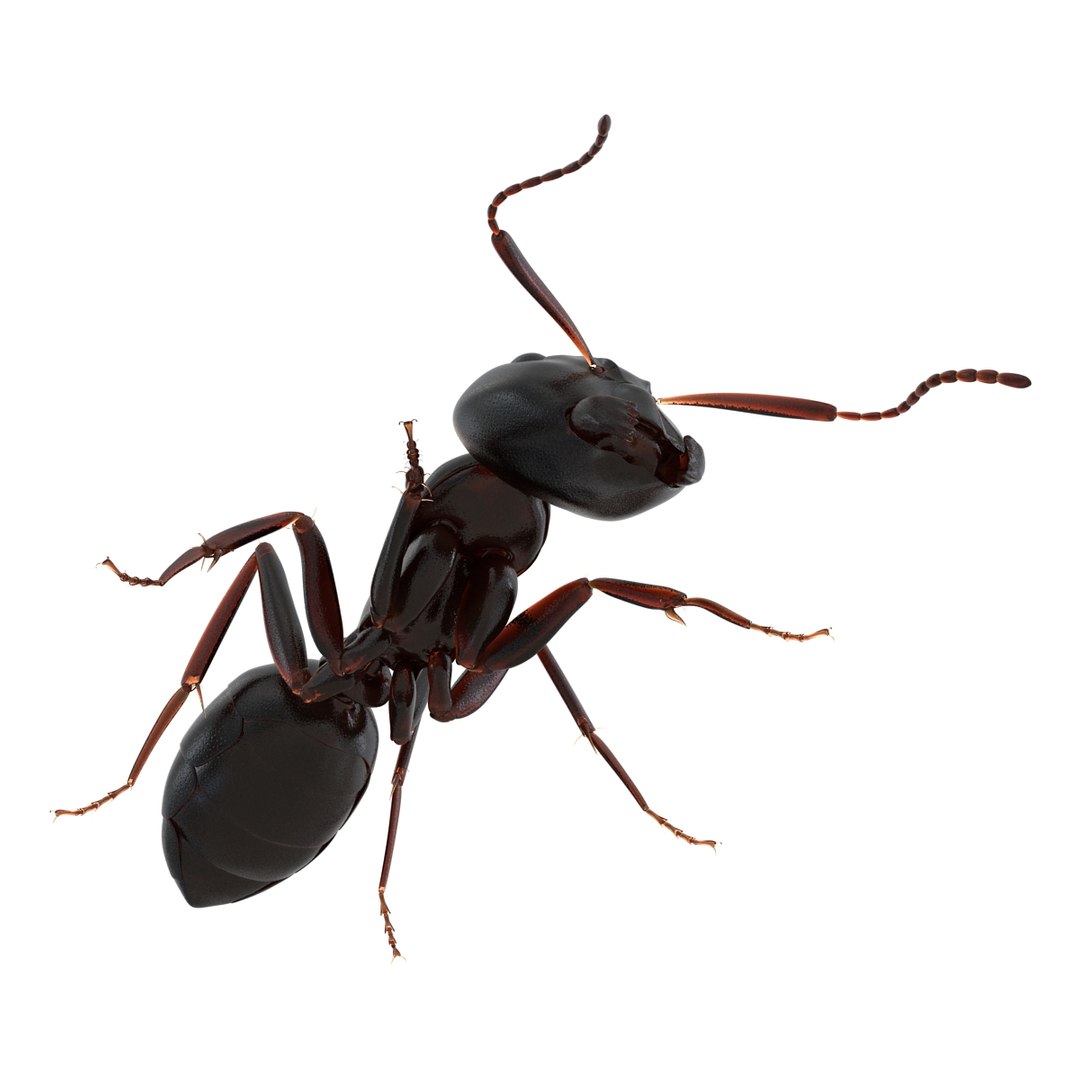 3d model black ant pose 3 https://p.turbosquid.com/ts-thumb/ai/bql2jH/8nJ60JY6/blackant3dmodel13/jpg/1454182772/1920x1080/fit_q87/b9464408b300d420752eab56aaa0d74cd213ea9e/blackant3dmodel13.jpg