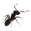Black Ant Pose 3