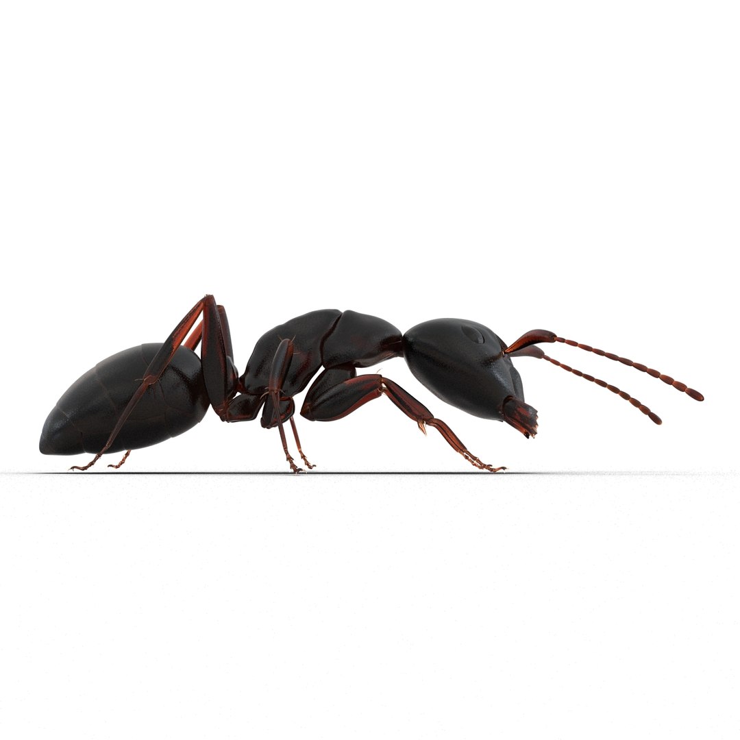 3d model black ant pose 3 https://p.turbosquid.com/ts-thumb/ai/bql2jH/92OGjl9c/blackant3dmodel06/jpg/1454182771/1920x1080/fit_q87/1d0d32d418644832148cf1ae68dc8b640cc13726/blackant3dmodel06.jpg