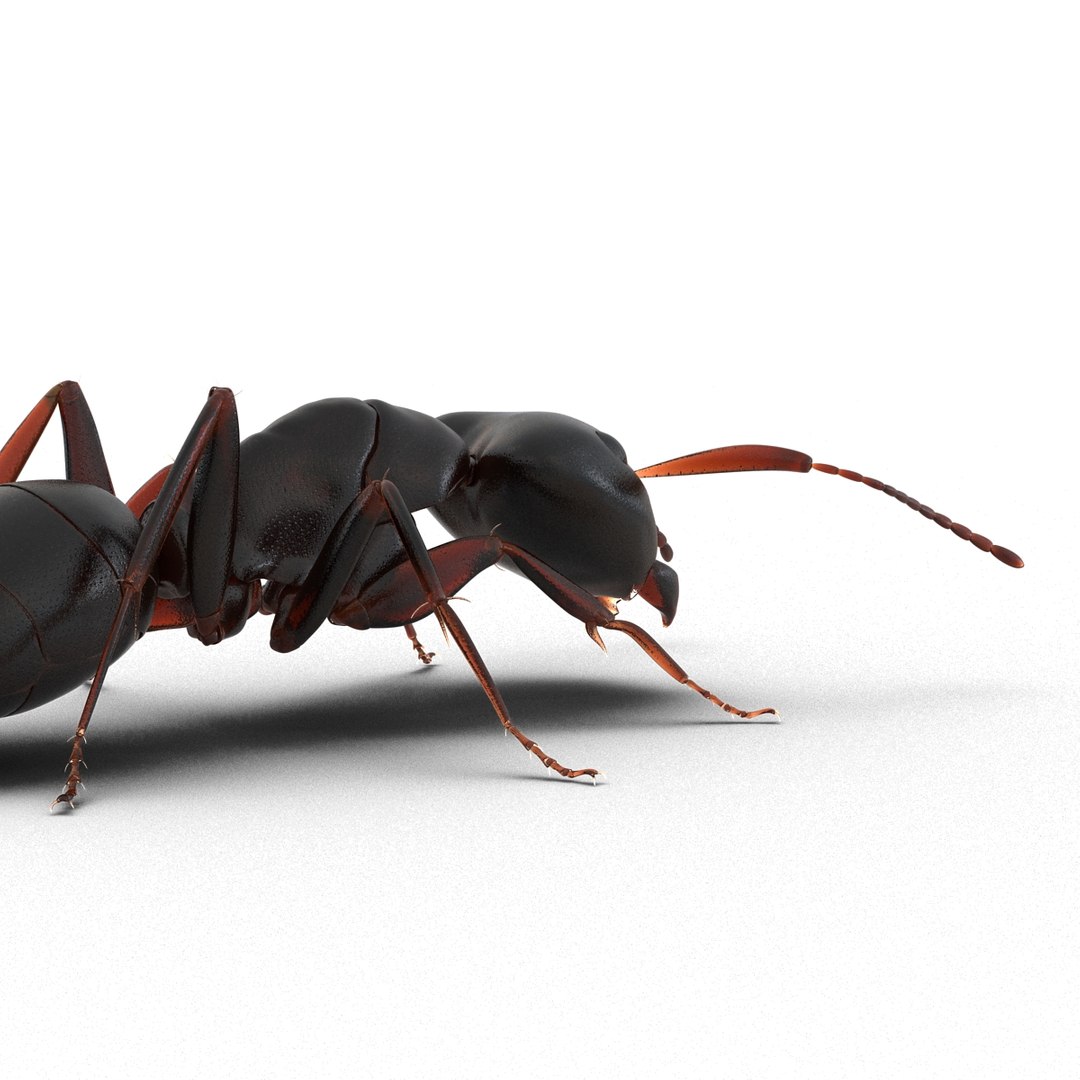 3d model black ant pose 3 https://p.turbosquid.com/ts-thumb/ai/bql2jH/D92HmXp0/blackant3dmodel15/jpg/1454182772/1920x1080/fit_q87/bd865d2836e34792b25e6f8e95533bc8a37a8d9b/blackant3dmodel15.jpg