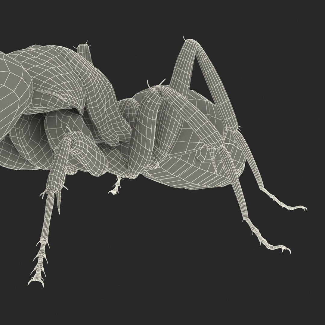 3d model black ant pose 3 https://p.turbosquid.com/ts-thumb/ai/bql2jH/FiXxx0ie/blackant3dmodel34/jpg/1454182775/1920x1080/fit_q87/ddad0dc9e2d4036097638084095b9032d4f61c39/blackant3dmodel34.jpg
