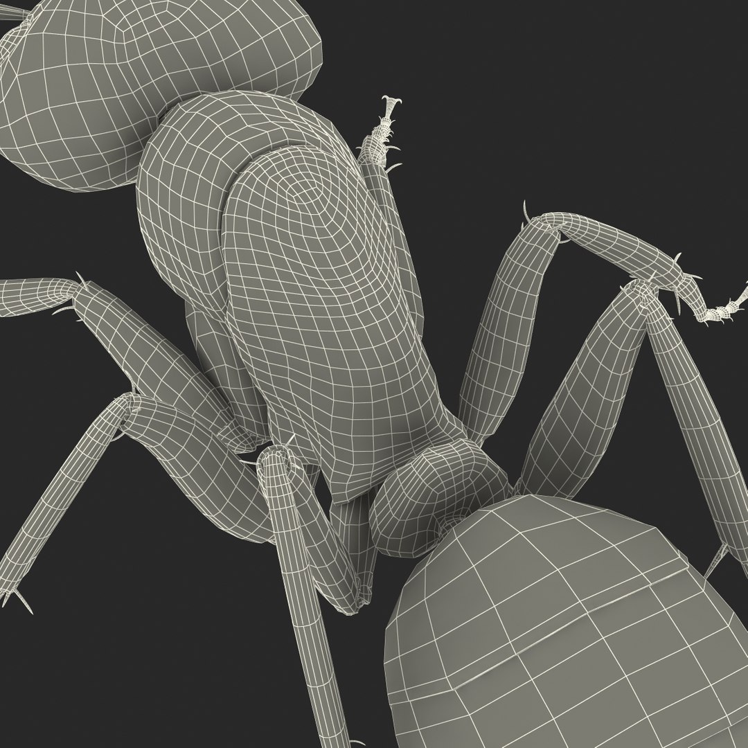 3d model black ant pose 3 https://p.turbosquid.com/ts-thumb/ai/bql2jH/GdGwI7M2/blackant3dmodel35/jpg/1454182775/1920x1080/fit_q87/ec05ddf80ae6213f6437d41bdfd39d0daad0ece8/blackant3dmodel35.jpg