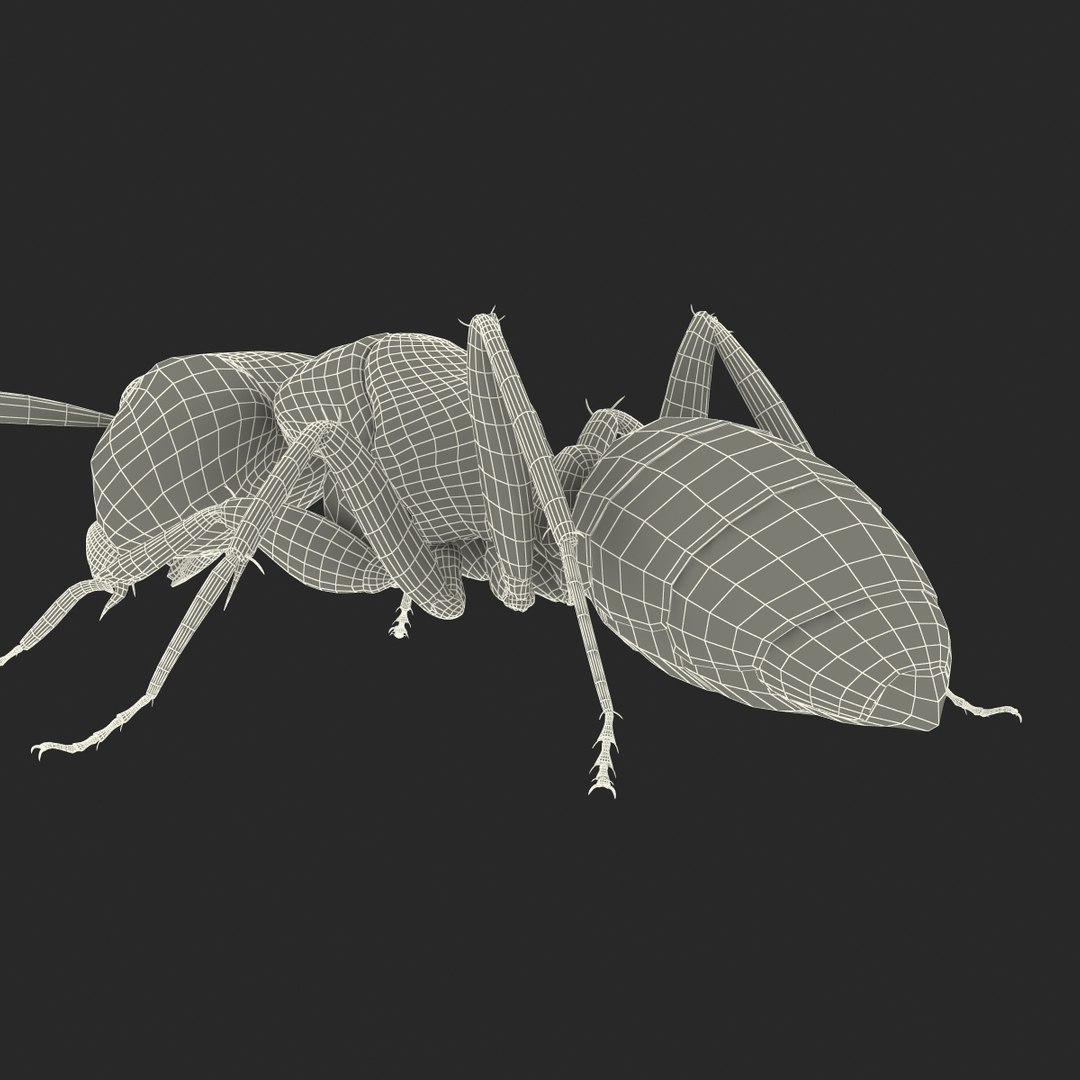 3d model black ant pose 3 https://p.turbosquid.com/ts-thumb/ai/bql2jH/H9xLJ6w4/blackant3dmodel33/jpg/1454182775/1920x1080/fit_q87/2df1435c5d19429fdb8776f28c32c0a9777b8abb/blackant3dmodel33.jpg