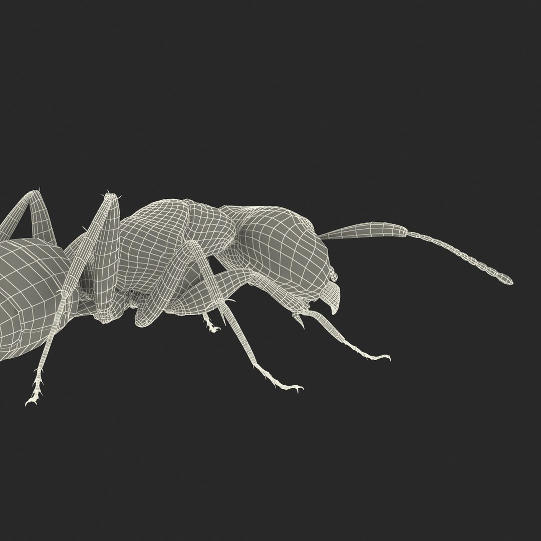 3d model black ant pose 3 https://p.turbosquid.com/ts-thumb/ai/bql2jH/JC81xMOs/blackant3dmodel32/jpg/1454182774/1920x1080/fit_q87/bb4a6af967a05a033976246a2cae761c11b64e0d/blackant3dmodel32.jpg