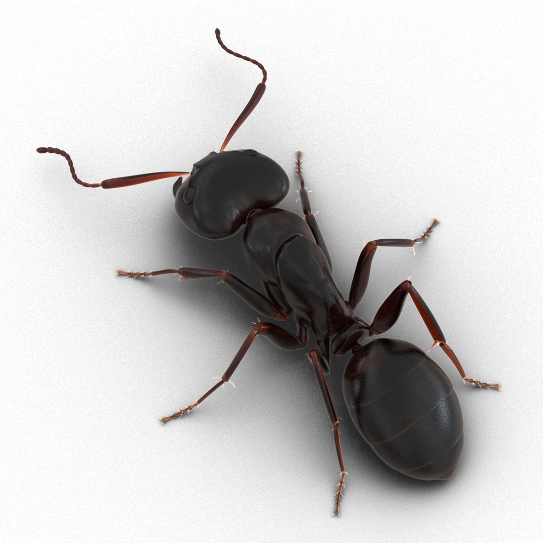 3d model black ant pose 3 https://p.turbosquid.com/ts-thumb/ai/bql2jH/Lkw5YXYM/blackant3dmodel09/jpg/1454182771/1920x1080/fit_q87/f287bf11cb40bb9a711865449be03423f8b4c130/blackant3dmodel09.jpg