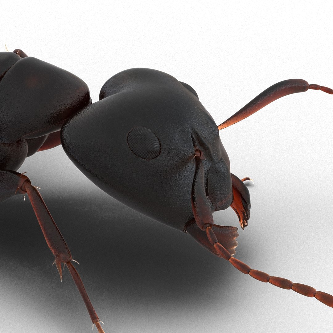 3d model black ant pose 3 https://p.turbosquid.com/ts-thumb/ai/bql2jH/M9QVyQEd/blackant3dmodel21/jpg/1454182773/1920x1080/fit_q87/d04264c011c32c6cc0766cae3e56f5024bb7b0b8/blackant3dmodel21.jpg